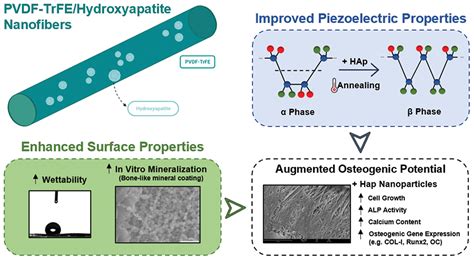 Osteoinduktives Hydroxyapatit: Ein Wundermaterial für die Medizintechnik der Zukunft?